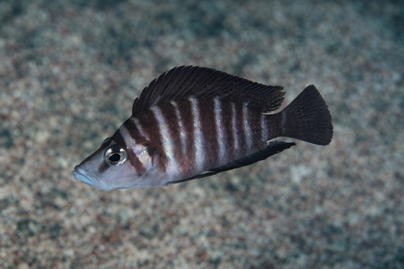 Altolamprologus compressiceps 'Bilila (Kavala) Island'